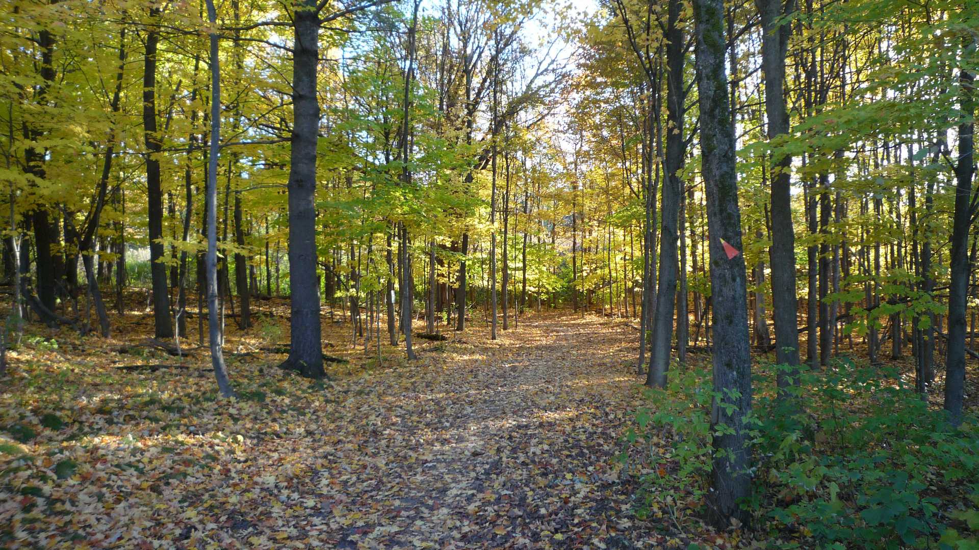 banner image: a leaf-strewn path in a bright forest